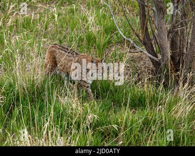 Les chats sauvages qui ont été sauvés par l'incroyable Wild Animal Sanctuary dans le Colorado apprécient leur liberté de captivité inhumaine Banque D'Images