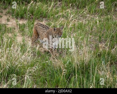 Les chats sauvages qui ont été sauvés par l'incroyable Wild Animal Sanctuary dans le Colorado apprécient leur liberté de captivité inhumaine Banque D'Images