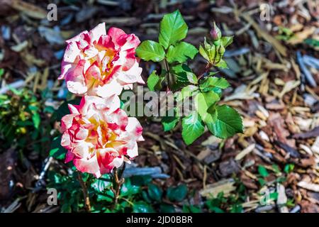 Deux roses, l'une au-dessus de l'autre, se tiennent juste au-dessus du sol, d avec de belles feuilles à côté d'eux Banque D'Images
