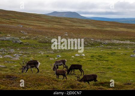 Rennes sur le sentier de randonnée de Kungsleden entre Hemavan et Ammarnas, Laponie, Suède Banque D'Images