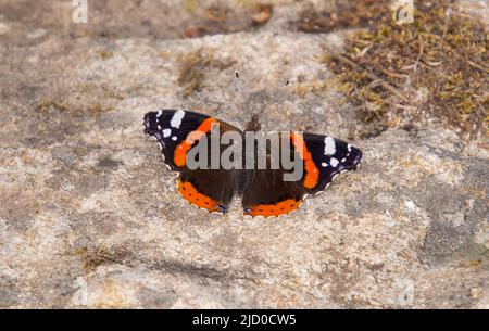 Red amiral (Vanessa atalanta) papillon assis sur la pierre vue au sentier de sanctuaire de papillon (Santuario delle farfalle), Marciana, île d'Elbe Banque D'Images