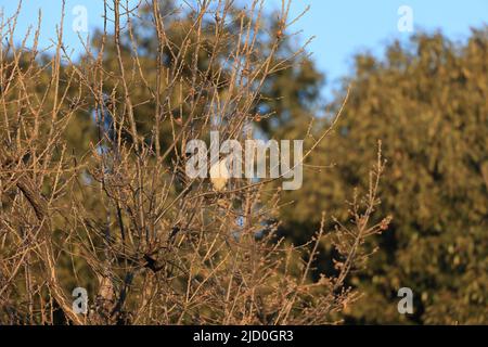 Le sparrowhawk eurasien (Accipiter nisus nisosimilis) au Japon Banque D'Images