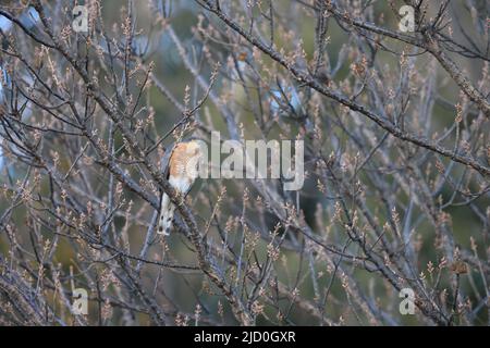 Le sparrowhawk eurasien (Accipiter nisus nisosimilis) au Japon Banque D'Images