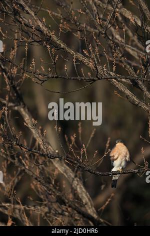 Le sparrowhawk eurasien (Accipiter nisus nisosimilis) au Japon Banque D'Images