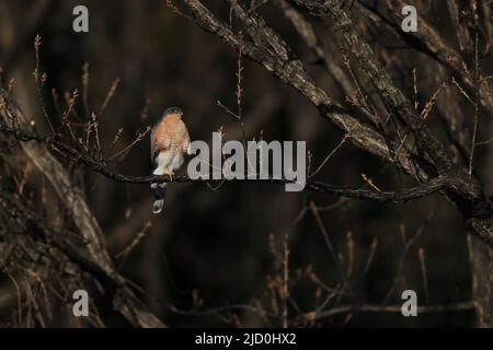 Le sparrowhawk eurasien (Accipiter nisus nisosimilis) au Japon Banque D'Images