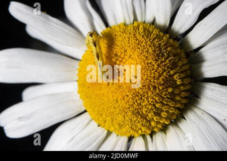 Vue rapprochée des marguerites sauvages. Banque D'Images