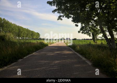 Route de campagne bordée par des champs encadrés par un arbre voûtant Banque D'Images