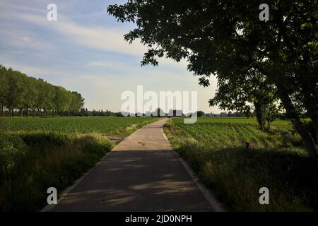 Route de campagne bordée par des champs encadrés par un arbre voûtant Banque D'Images