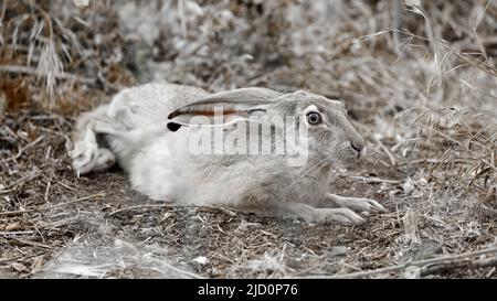 Camouflage Jacklapin à queue noire reposant dans un habitat. Comté de Santa Clara, Californie, États-Unis. Banque D'Images