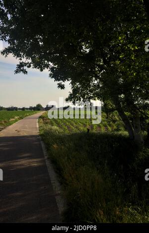 Route de campagne bordée par des champs encadrés par un arbre voûtant Banque D'Images