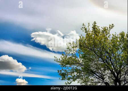 Des nuages wispy sur un ciel bleu dans les régions rurales de l'Alberta au Canada Banque D'Images