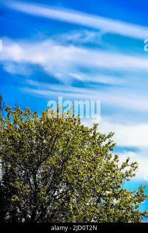 Des nuages wispy sur un ciel bleu dans les régions rurales de l'Alberta au Canada Banque D'Images
