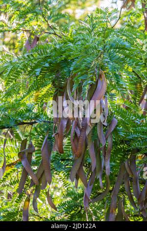 Feuilles d'acacia avec un motif et de longues gousses vertes avec des graines sur un fond flou de.Feuillage frais et branches dans le parc.Croissance estivale de natur Banque D'Images