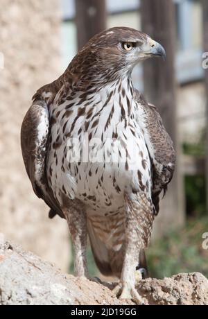 Bonellis aigle ou Aquila fasciata perchée sur une pente de roche. Portrait Banque D'Images