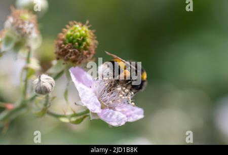 Gros plan d'une abeille pollentrice d'une plante de BlackBerry à fleurs. Banque D'Images