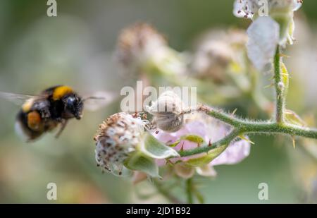 Gros plan macro d'une usine de BlackBerry en pleine floraison. Banque D'Images
