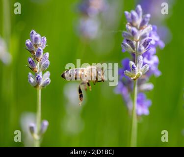Macro gros plan des plantes de lavande à fleurs. Banque D'Images