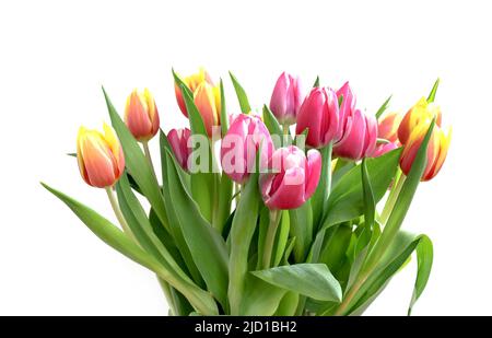 bouquet de tulipes de différentes couleurs sur fond blanc Banque D'Images