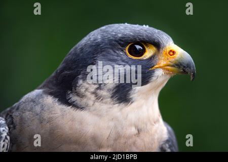 Tête d'un faucon pèlerin oiseau de proie Banque D'Images