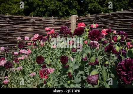 Coquelicots rouges et roses dans la bordure d'été contre le bois entrelacé de noisette barrière jardin anglais, Angleterre Banque D'Images