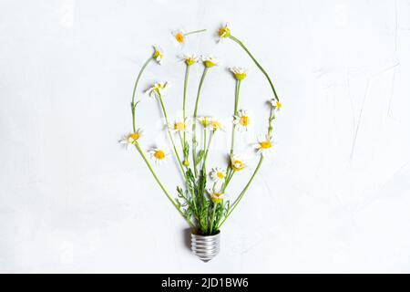 Fleurs de Marguerite disposées dans une ampoule sur fond gris Banque D'Images