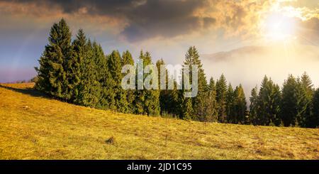 forêt de conifères sur la colline au coucher du soleil. paysage de la nature en une soirée brumeuse. magnifique paysage de montagne en automne avec des nuages sur le ciel Banque D'Images