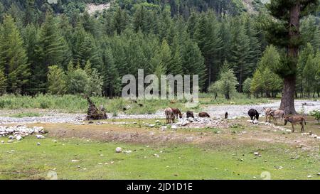Ânes ou mules paître sur un pâturage vert de la vallée de Kumrat Banque D'Images