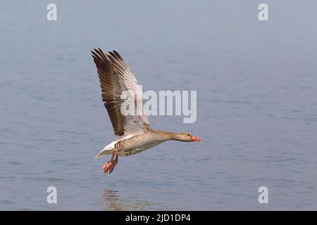 La Bernache du Graylag (Anser anser) survolant l'eau, Ziggsee, parc national du lac Neusiedl, Seewinkel, Burgenland, Autriche Banque D'Images