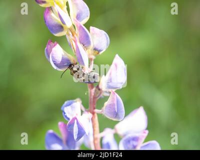 Lupin (Lupinus polyphyllus), fleur, Niklasdorf, Styrie, Autriche Banque D'Images