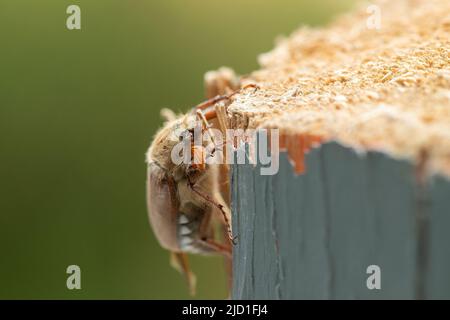 Le coléoptère du Cockchaker Melolontha melolontha grimpant sur une hache à bois. Photographie macro. Banque D'Images