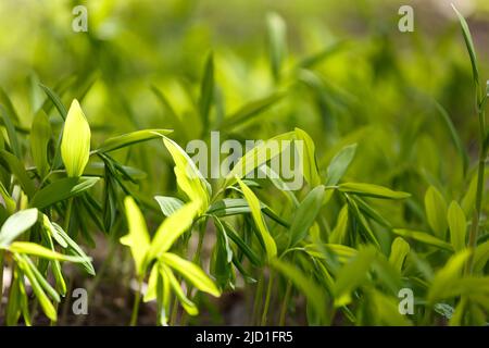 Polygonatum, le sceau du roi Salomon ou le sceau de Salomon, Banque D'Images