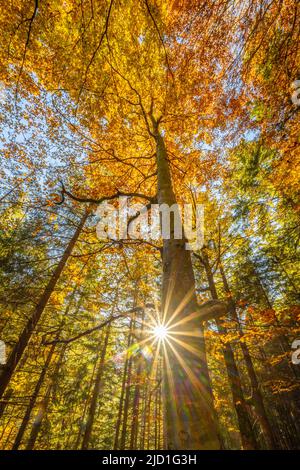 Hêtre jaune, forêt mixte en automne, près de Scharnitz, Bavière, Allemagne Banque D'Images