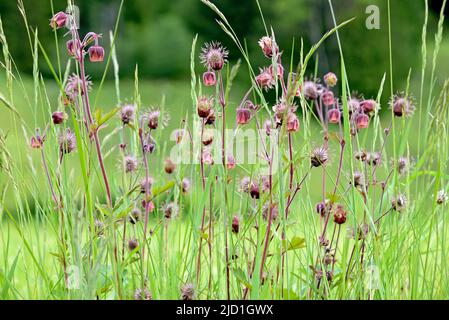 Avens d'eau (Geum rivale), inflorescence, Alpes d'Allgaeu, Allgaeu, Bavière, Allemagne Banque D'Images