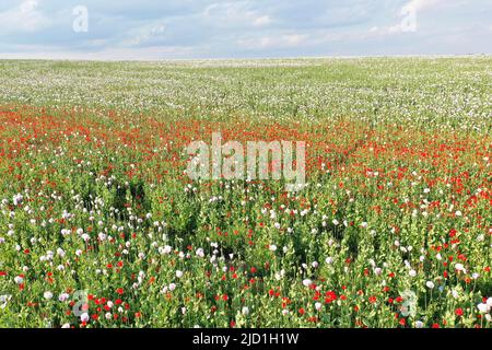 Champ avec pavot gris Waldviertel, pavot à opium (Papaver somniferum), Basse-Autriche, Autriche Banque D'Images