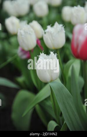 Tulipes blanches à franges (Tulipa) le pôle Nord fleurit dans un jardin en mars Banque D'Images