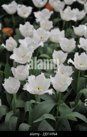 Tulipes blanches à franges (Tulipa) le pôle Nord fleurit dans un jardin en avril Banque D'Images