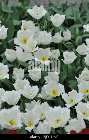 Tulipes blanches à franges (Tulipa) le pôle Nord fleurit dans un jardin en avril Banque D'Images