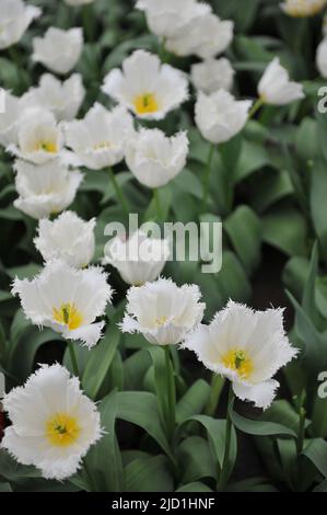 Tulipes blanches à franges (Tulipa) le pôle Nord fleurit dans un jardin en avril Banque D'Images