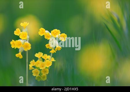 Le cowslip commun (Primula veris), la famille des primrose (Primulaceae), Bergsteig, Fridingen, Parc naturel du Haut-Danube, Bade-Wurtemberg, Allemagne Banque D'Images