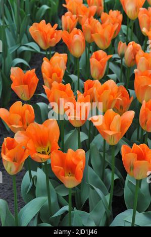 Tulipes de Fosteriana (Tulipa) l'empereur d'orange fleurit dans un jardin en mars Banque D'Images