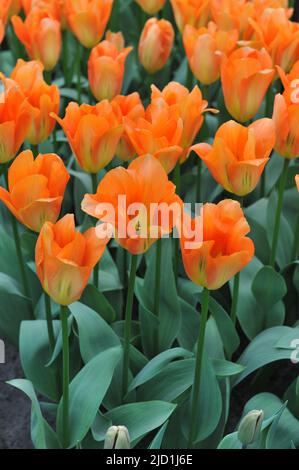 Tulipes de Fosteriana (Tulipa) l'empereur d'orange fleurit dans un jardin en mars Banque D'Images