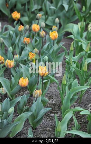 Fleurs de pivoine Double tulipes tardives (Tulipa) la princesse orange fleurissent dans un jardin en mars Banque D'Images