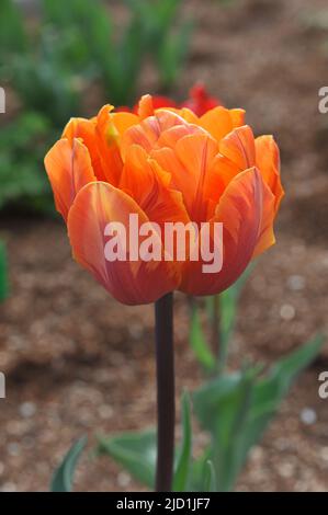 Fleurs de pivoine Double tulipes tardives (Tulipa) la princesse orange fleurissent dans un jardin en mai Banque D'Images