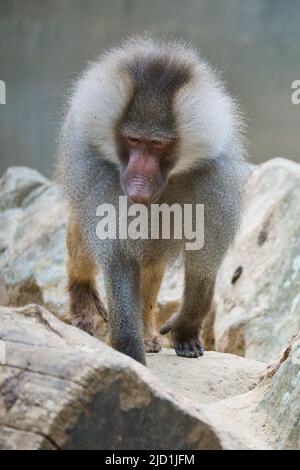 Babouin sur le rocher. Singes décontractés qui vivent dans l'association familiale. Grands singes. Photo d'animal de mammifère africain Banque D'Images