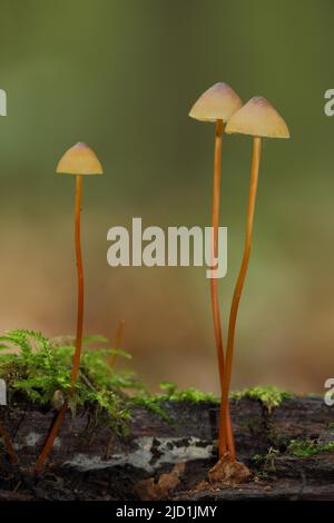 Trois filets de saffrondrop (Mycena crocata) à longues tiges minces à Eppstein, Taunus, Hesse, Allemagne Banque D'Images