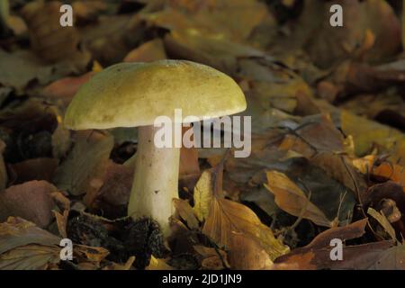 Laitance gris-vert (Lactarius blennius) à Eppstein, Taunus, Hesse, Allemagne Banque D'Images