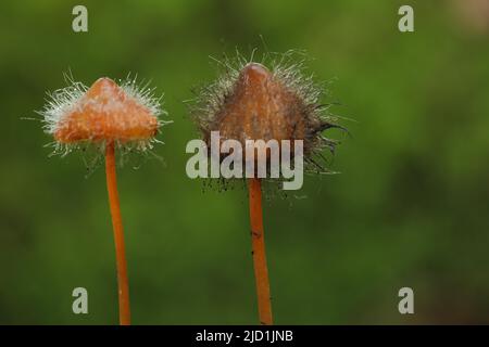 Deux filets de saffrondrop (Mycena crocata) avec infestation fongique par la moisissure de capot (Spinellus fusiger) moule d'helminthes commun avec forme bizarre dedans Banque D'Images