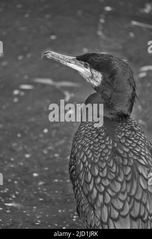 Oiseau cormorant en noir et blanc en gros plan. Plumage détaillé. Prédateur qui mange du poisson. Photo d'animal dans la nature. Banque D'Images