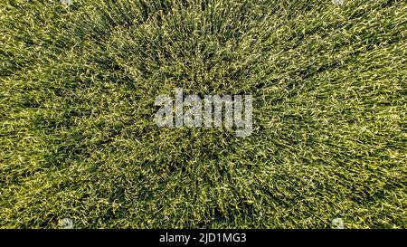 Vue aérienne tir de drone gros plan des épis de blé vert et doré sur le terrain, vue de dessus. Toile de fond des épis de mûrissement du champ de blé jaune. Photo de haute qualité Banque D'Images