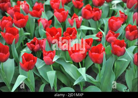 Tulipes rouges (Tulipa) Pallada fleurissent dans un jardin en mars Banque D'Images